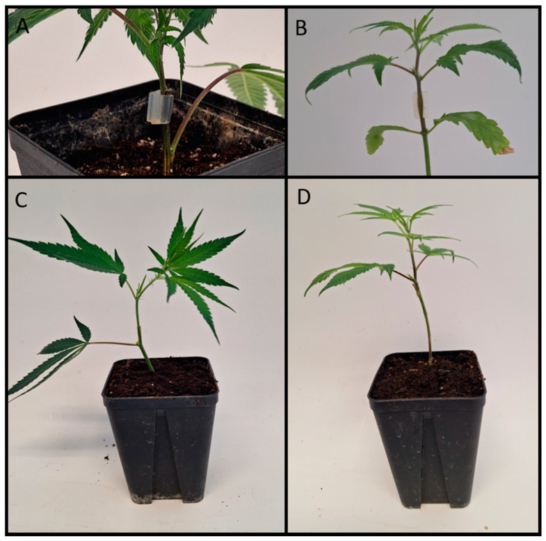 PMC11054458 – plants-13-01117-f010