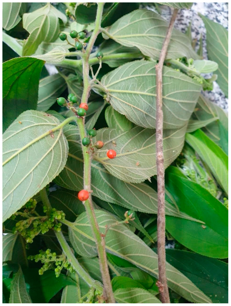 PMC11281079 – plants-13-01951-f001