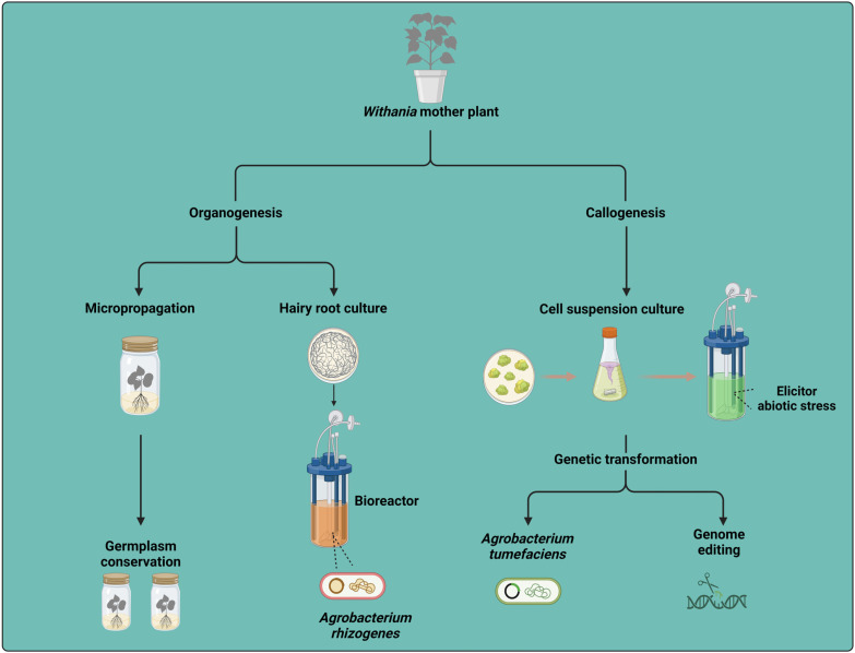 PMC11313931 – plants-13-02171-f001