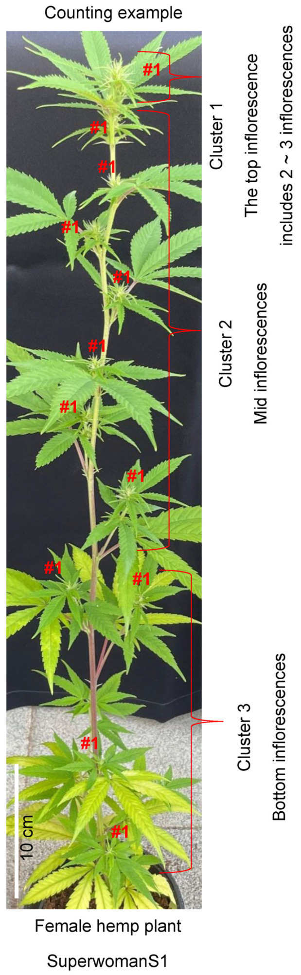 PMC11397453 – plants-13-02429-f001