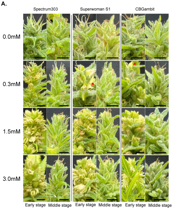 PMC11397453 – plants-13-02429-f002