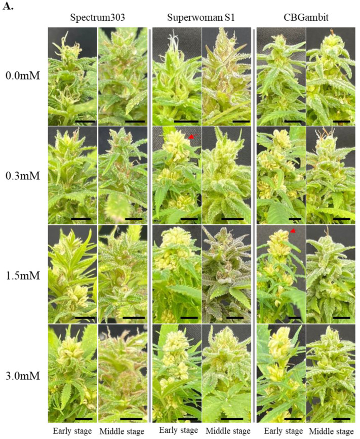 PMC11397453 – plants-13-02429-f003