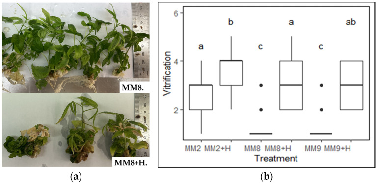 PMC11434680 – plants-13-02544-f001
