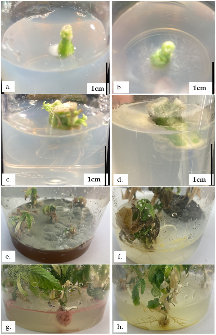 PMC11434680 – plants-13-02544-f0A2