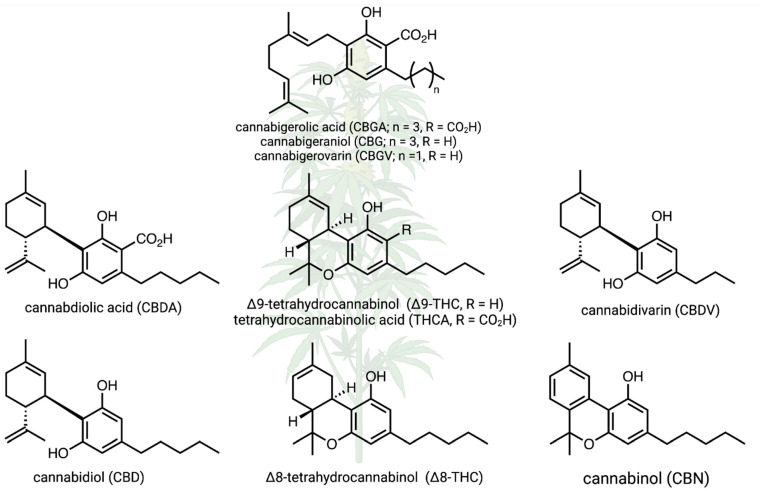 PMC11819868 – plants-14-00474-f001