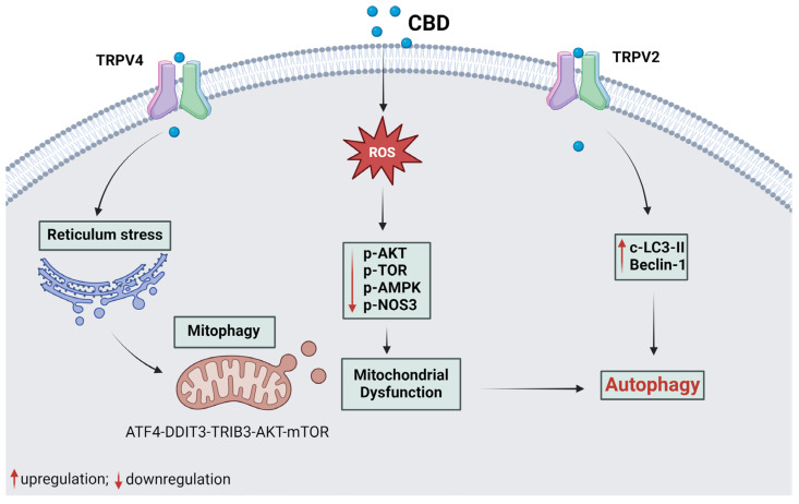 PMC11859785 – plants-14-00585-f003
