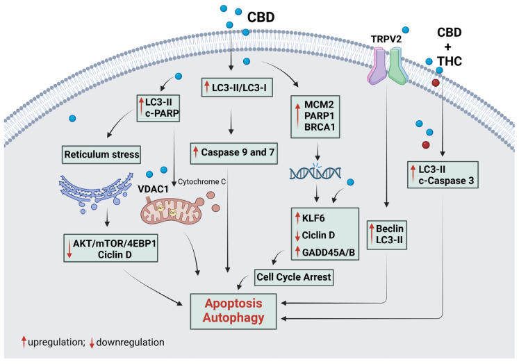PMC11859785 – plants-14-00585-f004