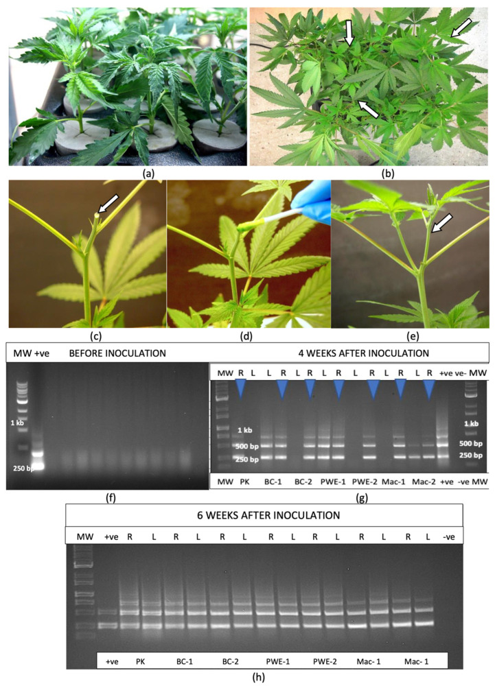PMC11902214 – plants-14-00830-f005