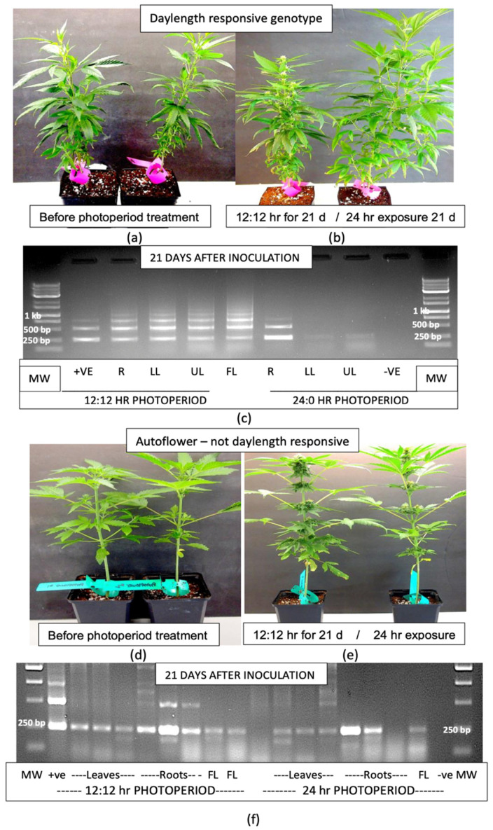PMC11902214 – plants-14-00830-f007