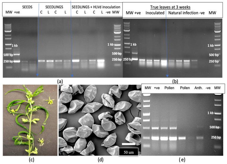 PMC11902214 – plants-14-00830-f012