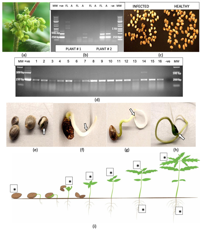 PMC11902214 – plants-14-00830-f013