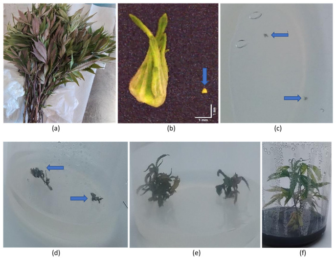 PMC11902214 – plants-14-00830-f018