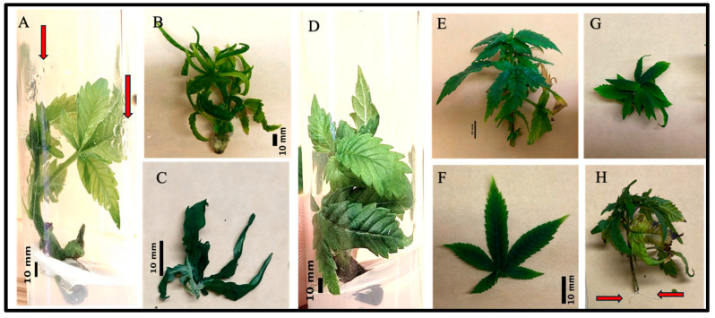 PMC11945952 – plants-14-00886-f001