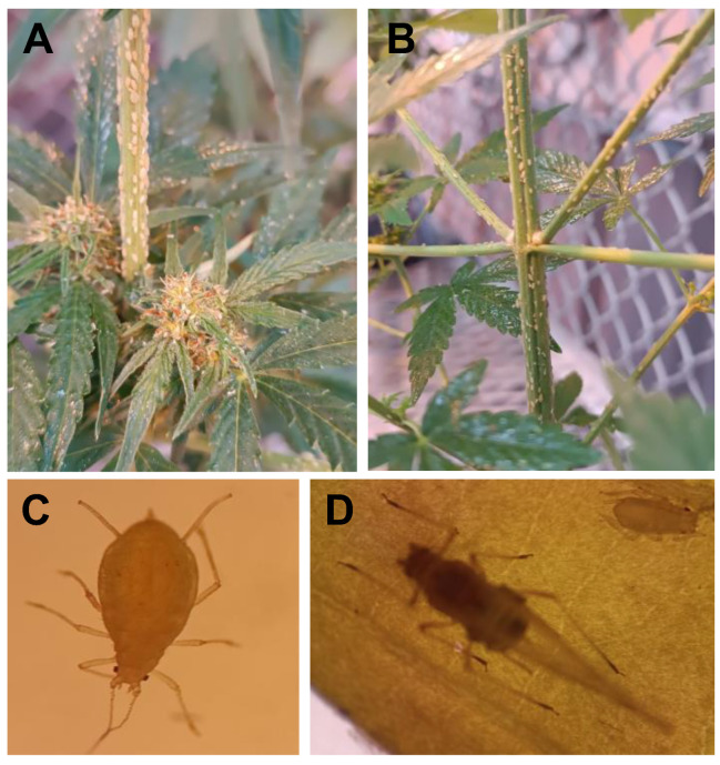PMC11946862 – plants-14-00931-f002