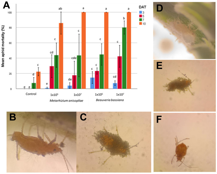 PMC11946862 – plants-14-00931-f003