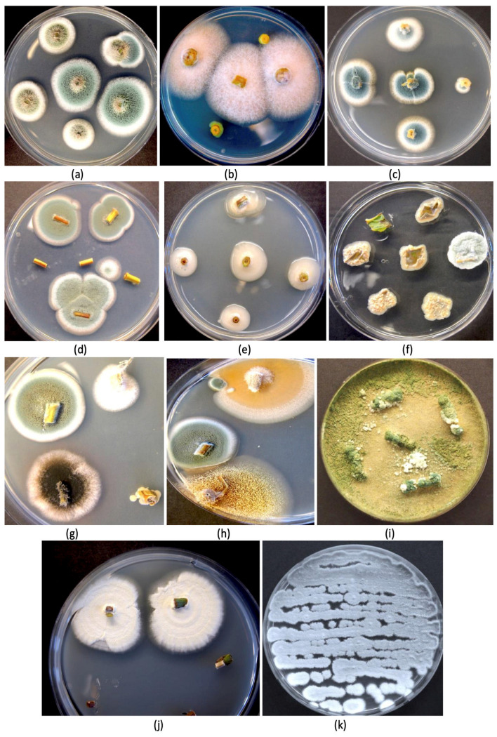 PMC12030312 – plants-14-01247-f003