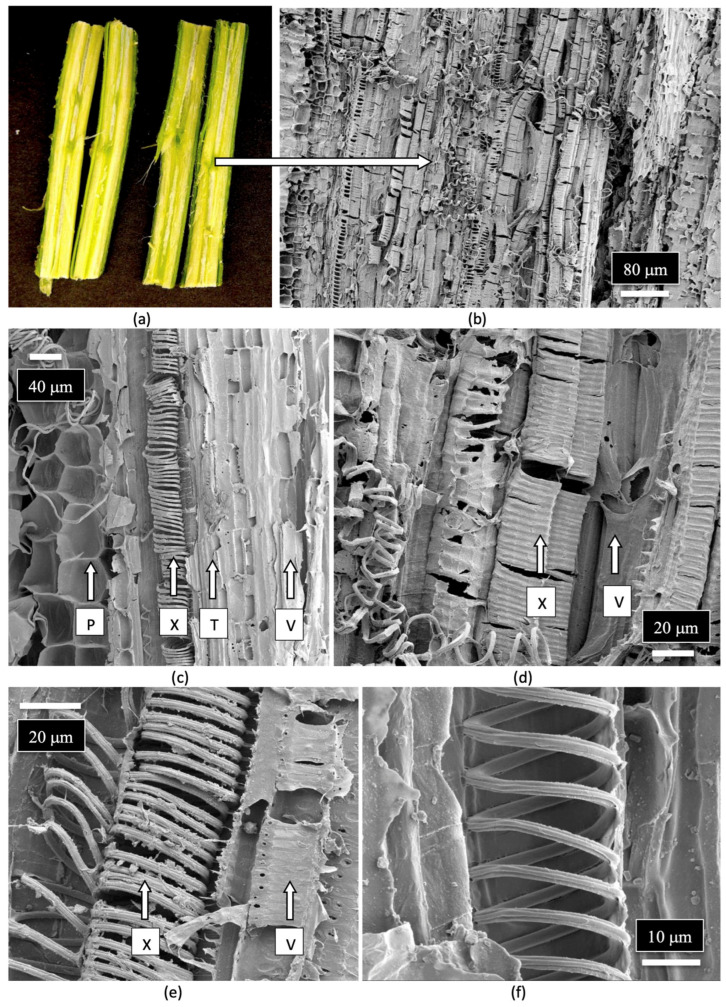 PMC12030312 – plants-14-01247-f009