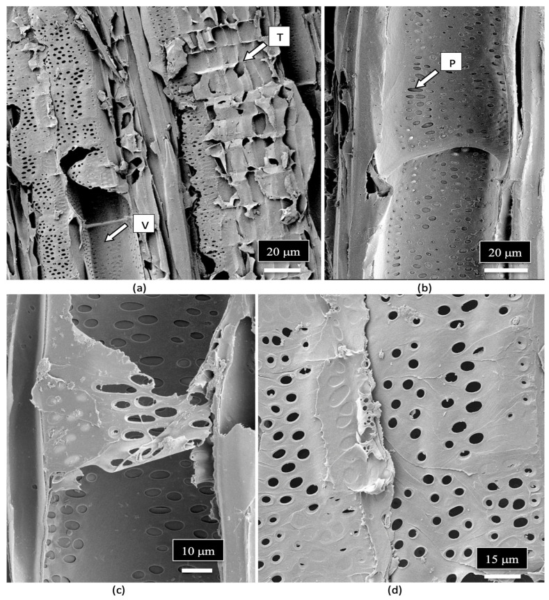 PMC12030312 – plants-14-01247-f011