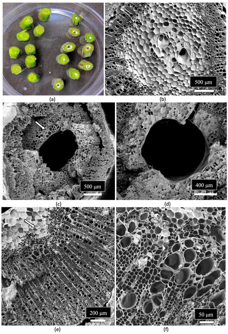 PMC12030312 – plants-14-01247-f018
