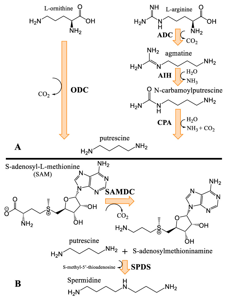 PMC12073235 – plants-14-01372-f006
