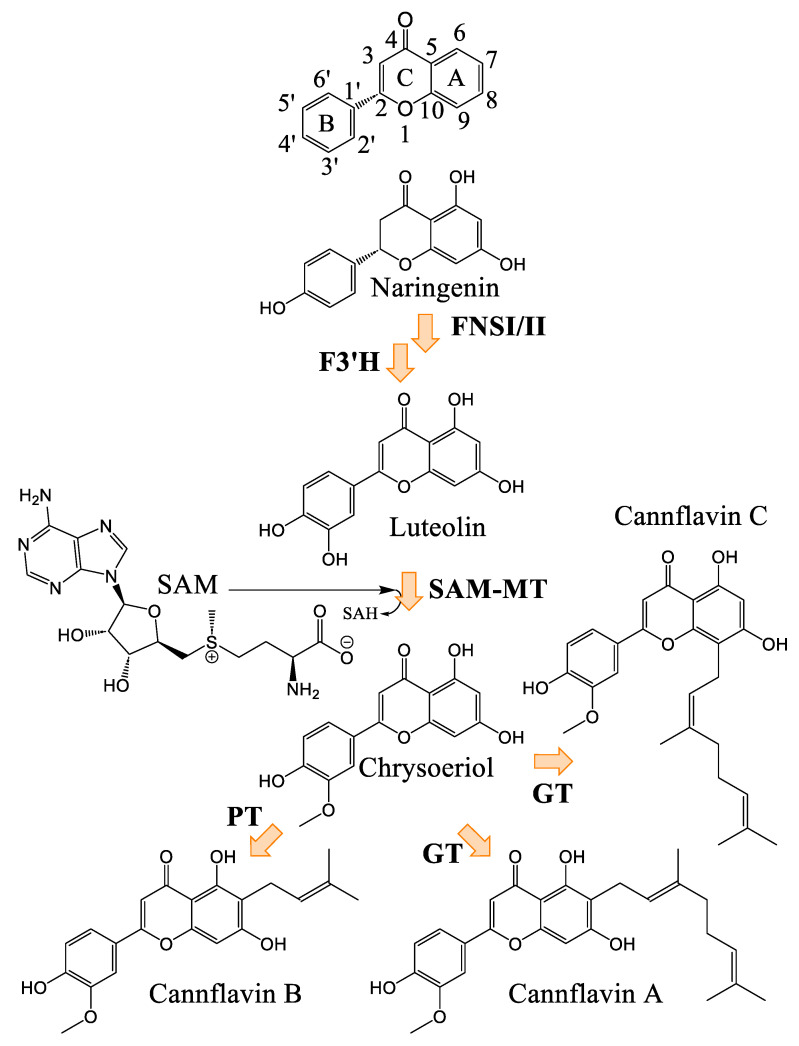 PMC12073235 – plants-14-01372-f012