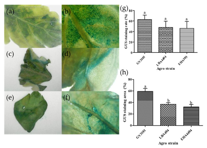 PMC12114937 – plants-14-01460-f002