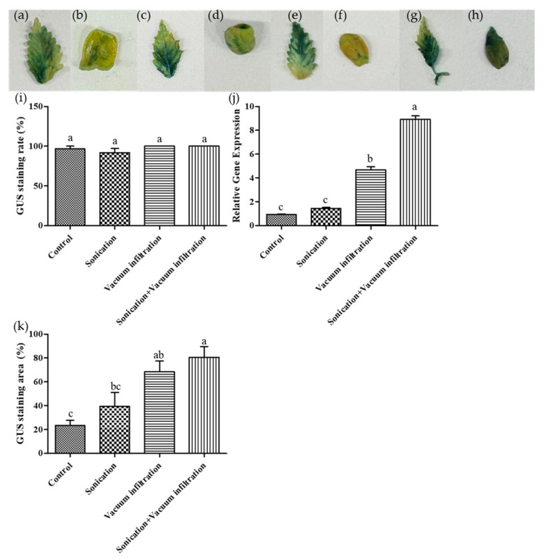 PMC12114937 – plants-14-01460-f003