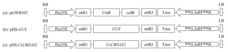 PMC12114937 – plants-14-01460-f007