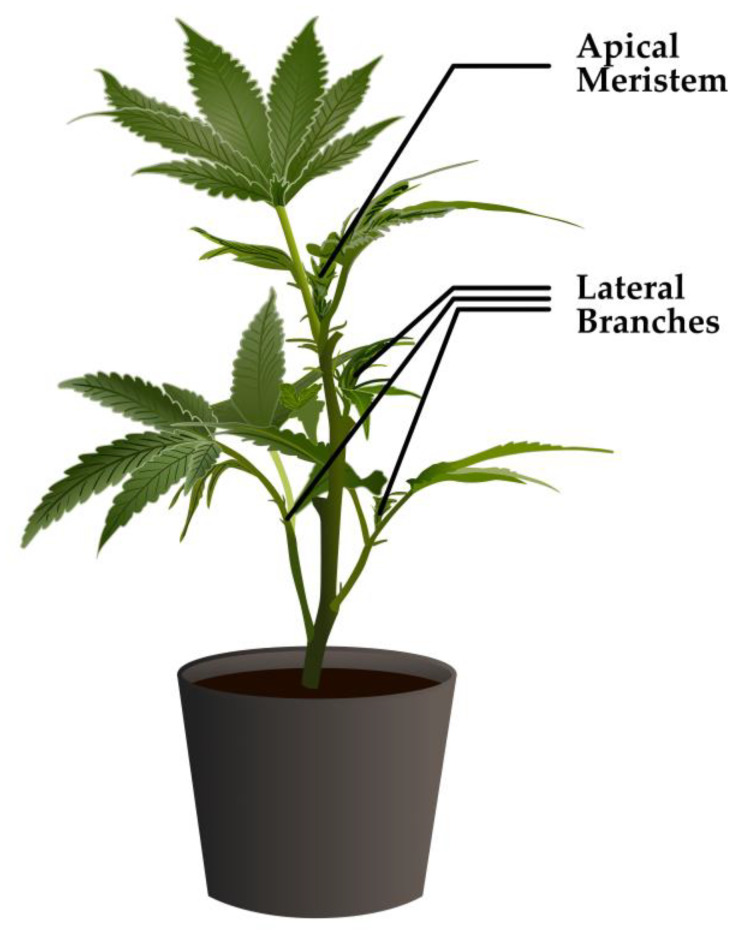 PMC12114869 – plants-14-01532-f010