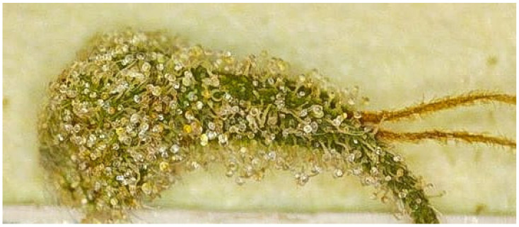 PMC12300688 – plants-14-02220-f005