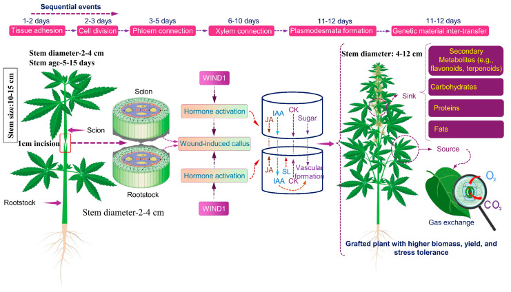 PMC12348948 – plants-14-02347-f001