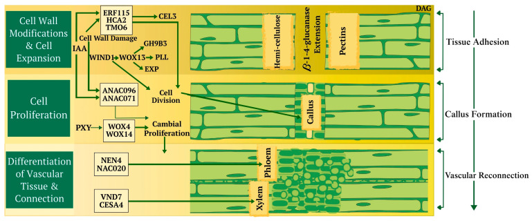 PMC12348948 – plants-14-02347-f002