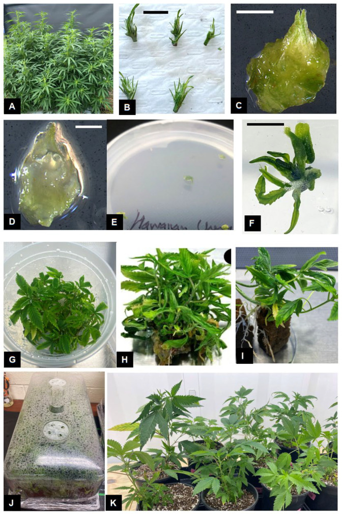 PMC12389575 – plants-14-02586-f001