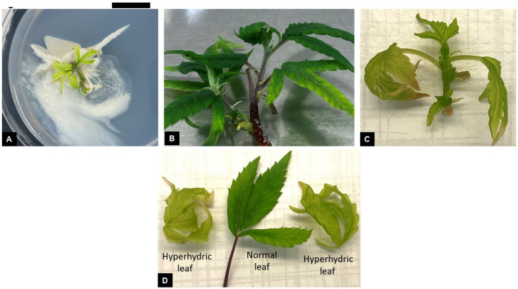 PMC12389575 – plants-14-02586-f004