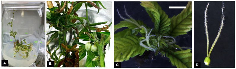 PMC12389575 – plants-14-02586-f005