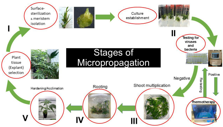 PMC12389575 – plants-14-02586-f006