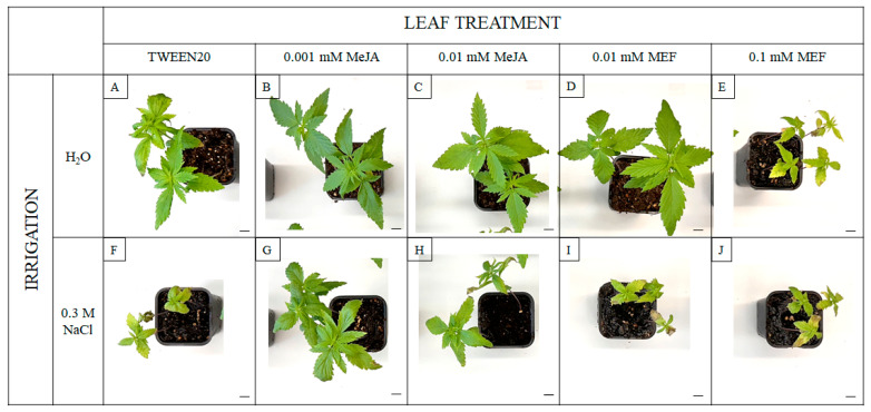 PMC12473429 – plants-14-02864-f004