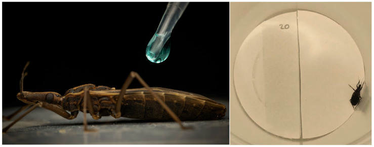 PMC12610462 – plants-14-03258-f001