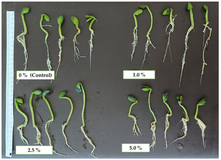 PMC12655846 – plants-14-03473-f001