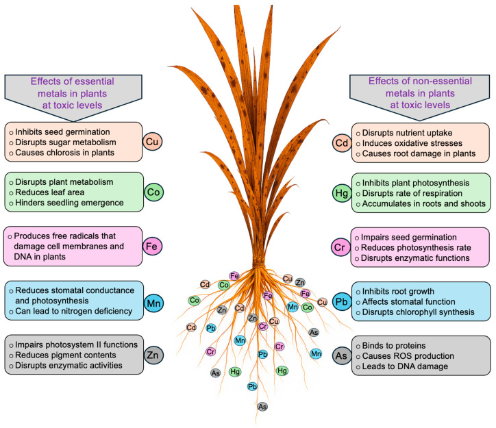 PMC12736845 – plants-14-03834-f001