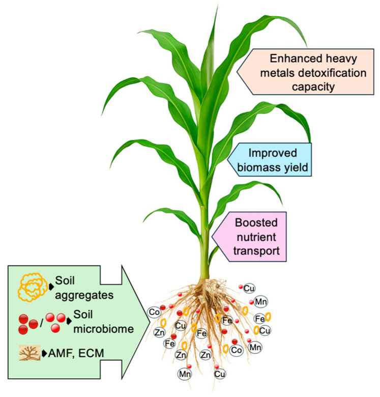 PMC12736845 – plants-14-03834-f003