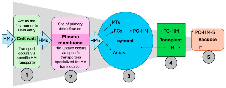 PMC12736845 – plants-14-03834-f004
