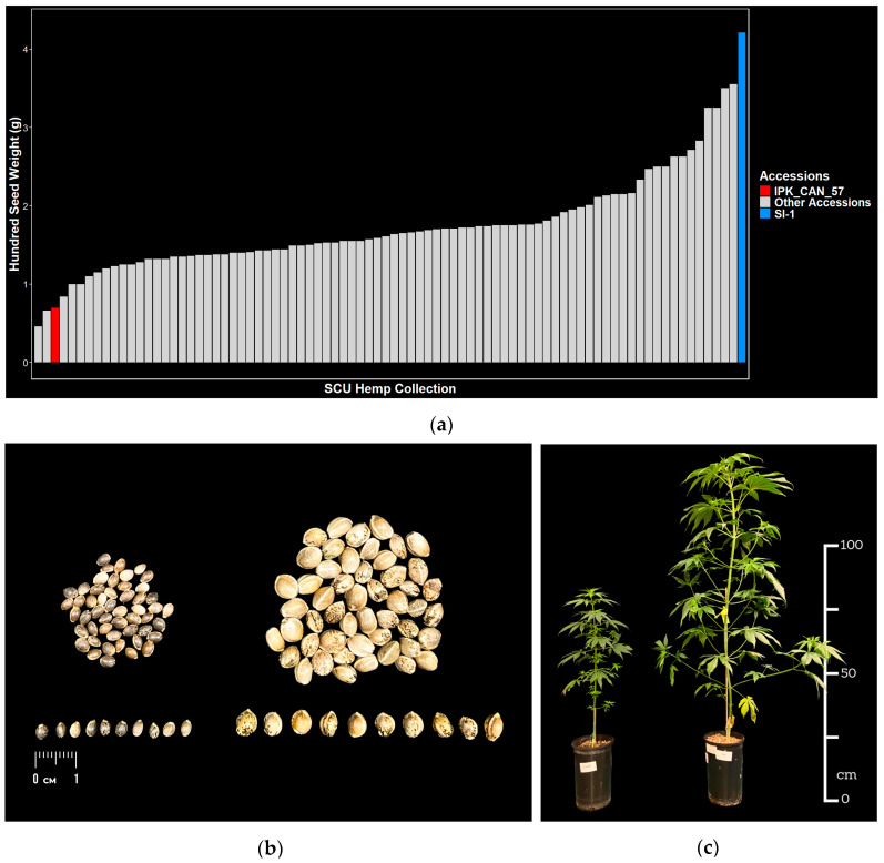 PMC12737016 – plants-14-03853-f002