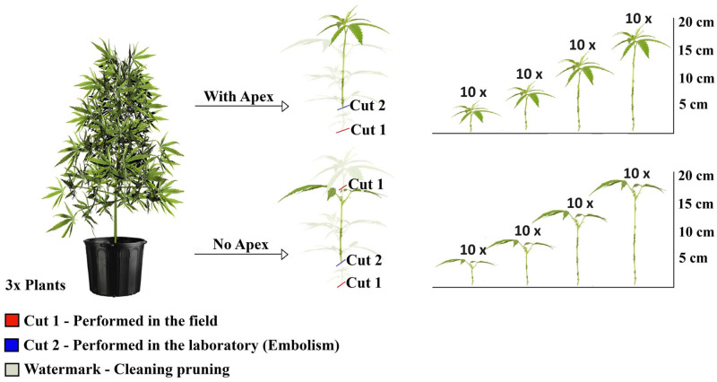 PMC12899037 – plants-15-00440-f001