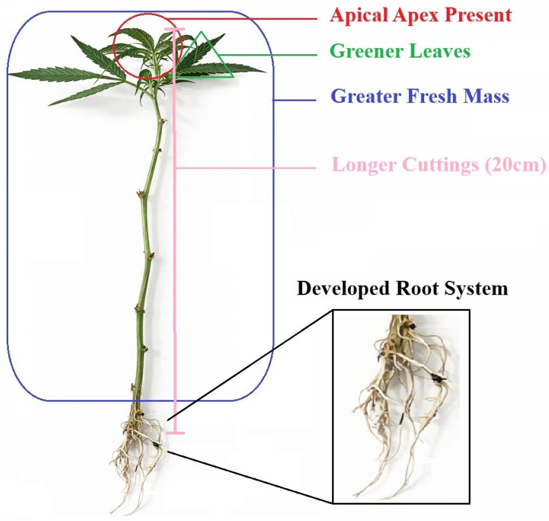 PMC12899037 – plants-15-00440-f008