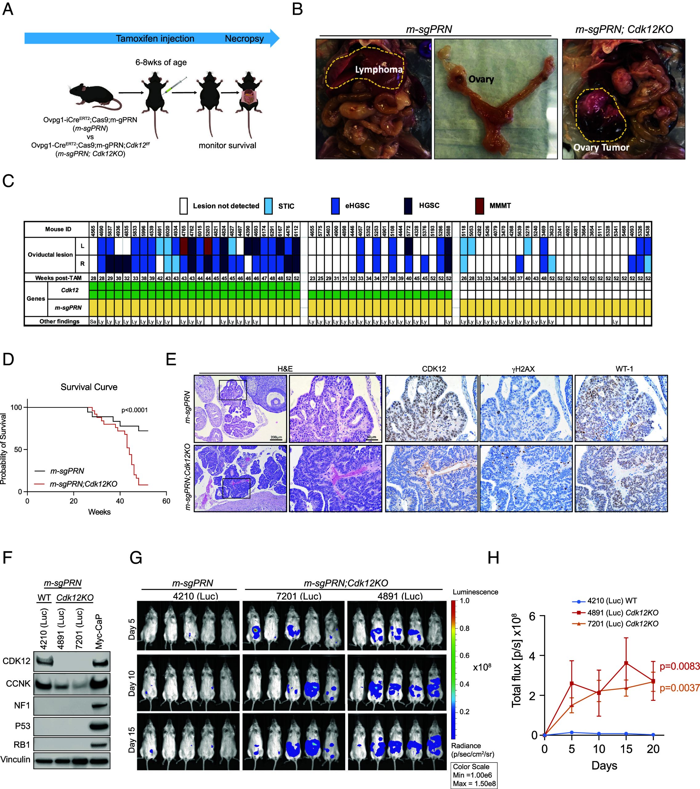PMC12184368 – fig02