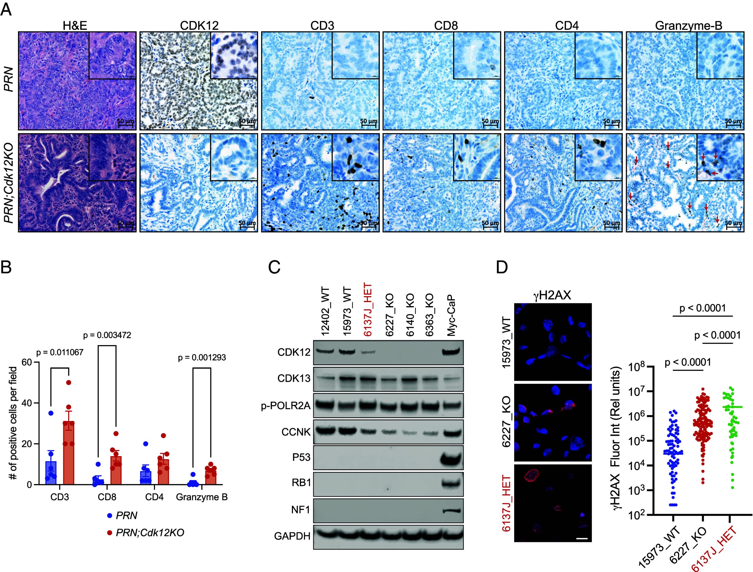 PMC12184368 – fig03