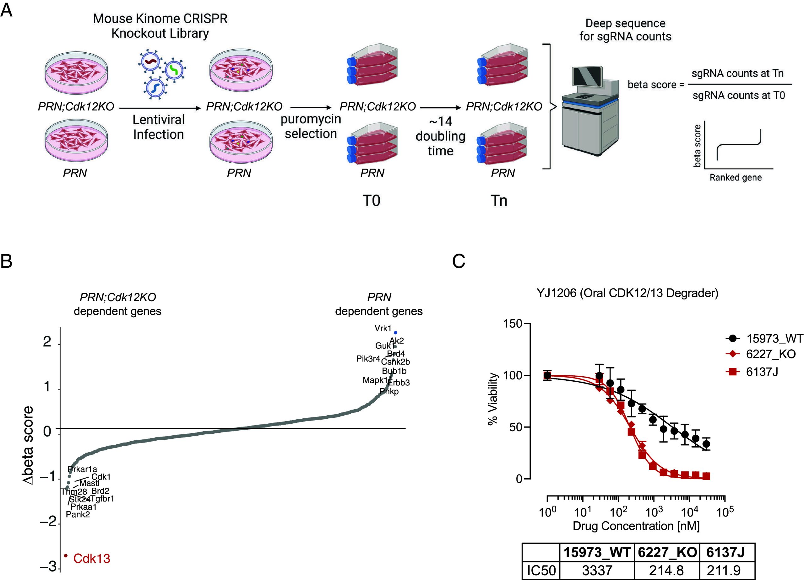 PMC12184368 – fig04