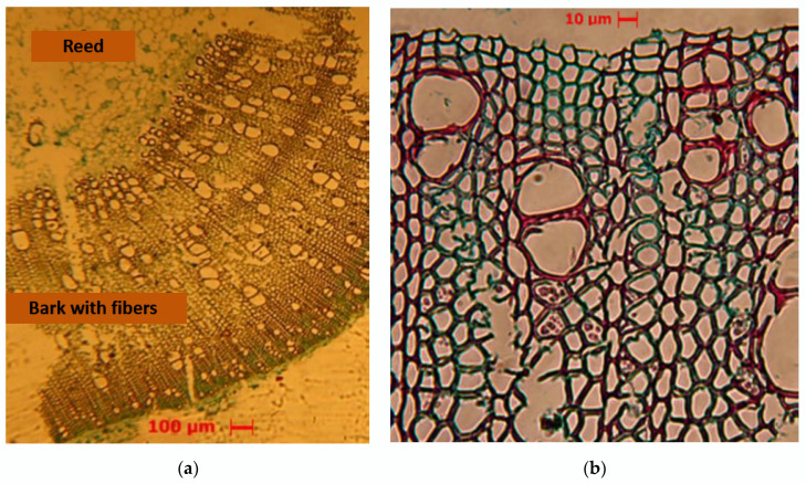 PMC10056527 – polymers-15-01571-f004