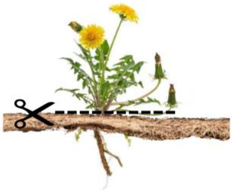 PMC10674407 – polymers-15-04447-f002